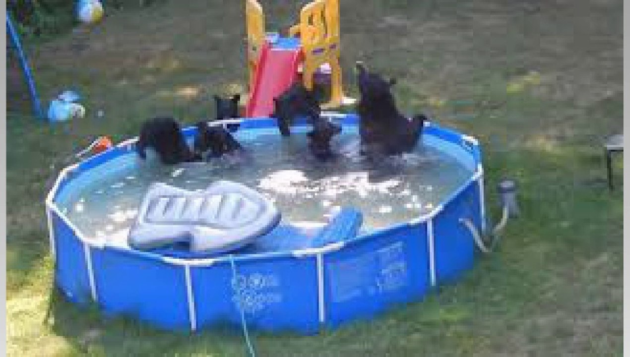bears take over rockaway township pool