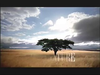 NATURE | A Mystery in Alaska | Caught on Tape | PBS