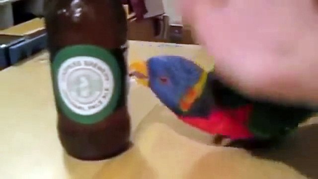 Funny Parrot Lory attempt to open a beer _ Веселый попугай Лори попытка открыть пиво