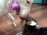 Bull Terrier puppy playing with a Yorkshire Terrier