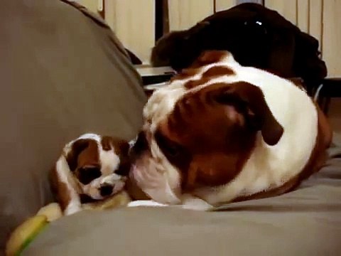 Bulldog mother with puppy _ Бульдог мама с щенком