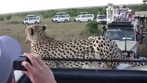 Cheetah climbed onto the roof. SHOCK! _ Гепард залез на крышу. ШОК!