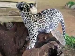 Cheetah, Jaguar, and a small dog play _ Гепард, ягуар и маленькая собака играют