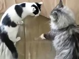 Fighting domestic cat with a Maine Coon! _ Борьба домашней кошки с мейн куном!