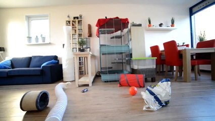 Funky fun for ferrets _ Веселые развлечения для домашних хорьков