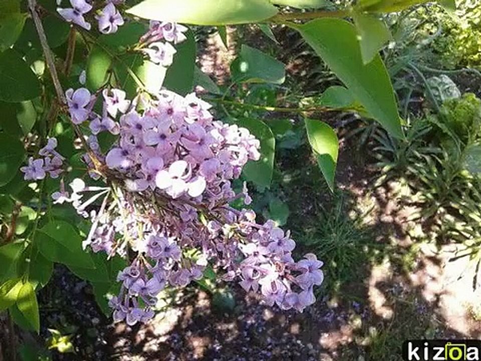 yaşadımmı öldümmü anlayamadım-enstrümental müzik