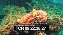 Octopus Nautilus Productions HD Stock Footage Video