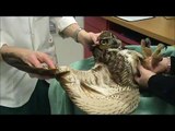 Great horned owl - Monteen McCord of HawkTalk shows Great horned owl