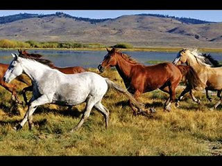 End Horse Slaughter!