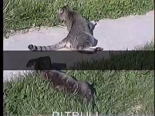 pitbull attacks cat