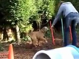 Kaja Irish Terrier in agility class