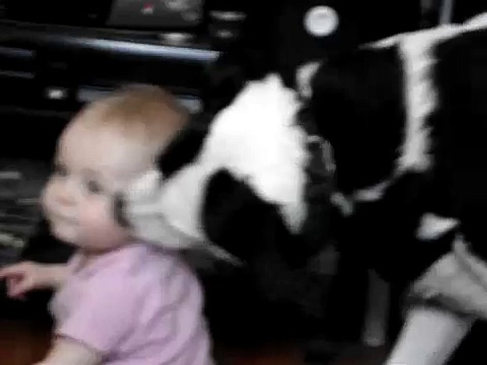 Dog licks Baby video Dailymotion