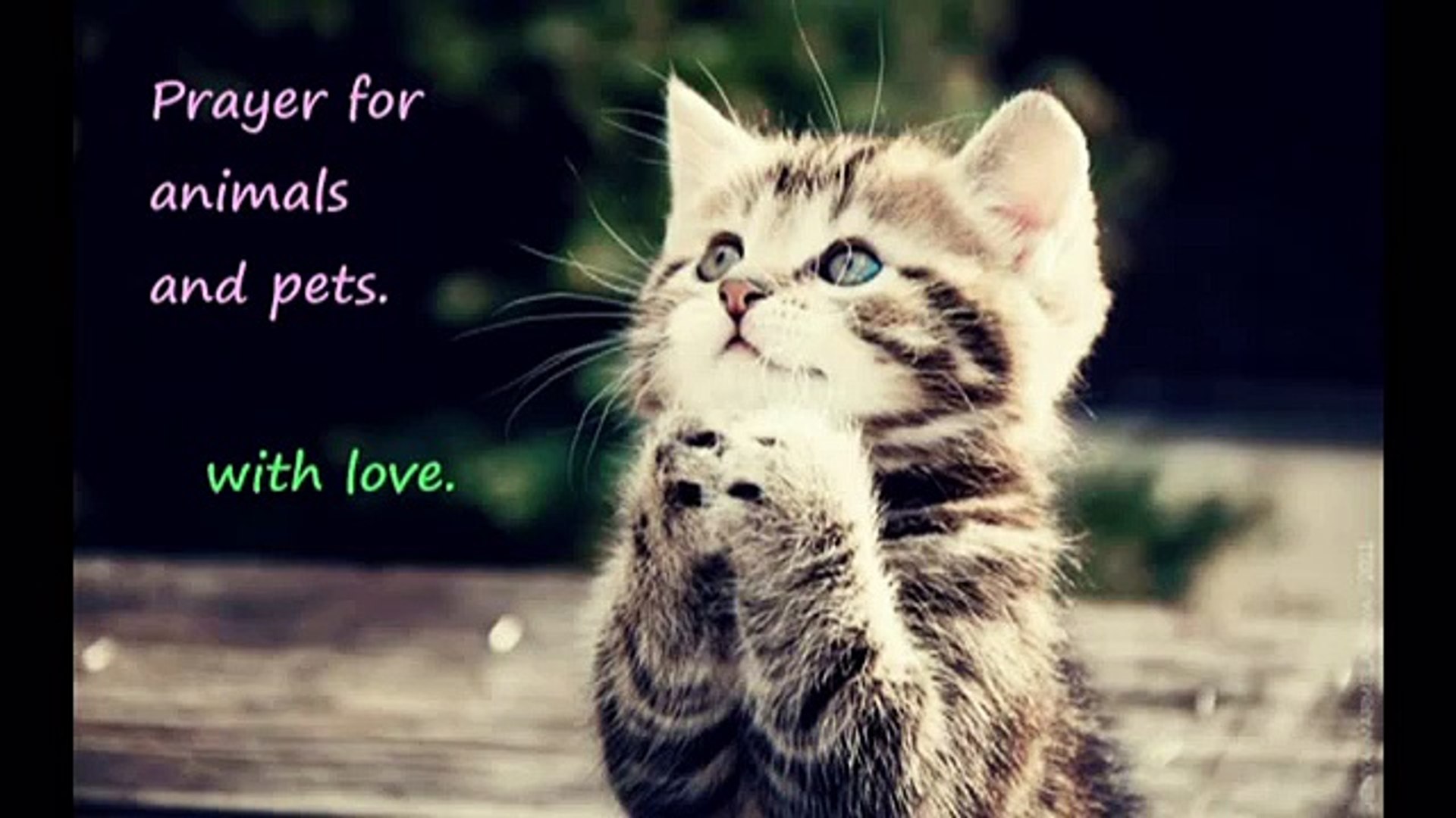 prayer for cats, dogs and other pets and animals