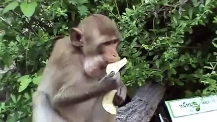 Hungry funny monkey _ Голодная смешная обезьяна