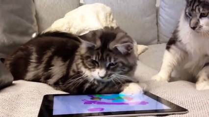 Maine Coons are playing with a mouse_ мейн куны играют с мышкой