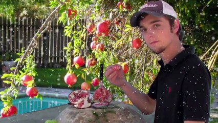 Cold Hardy Russian Pomegranate Tree in Moscow, Russia