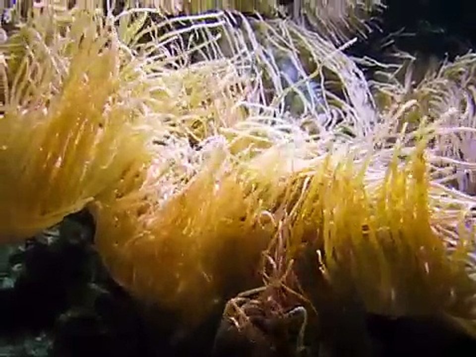 "Aquarium BERLIN 2.Teil--Fische, Haie, Korallen"--Live Video v.Karin u.Wolfgang Schmökel