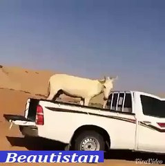 اللہ ان سے پُوچھے گا جو میری جان ک ساتھ اس طرح کا مزاق کرتے ہیں