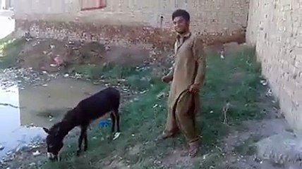 پاگل خانے میں بنائی گئی فلم  بے وفا کھوتی  کا ایک سین دیکھیں اور دوستوں کے ساتھ بھی شئیر کریں