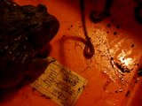 Pickles the pyxie frog eats 40 crickets and some worms