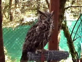 Great Horned Owl at Cascades Raptor Center