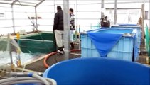 Niigata Japan Koi Fish Farm Tour - Breeder: Hoshikin Koi Farm