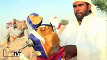 Courses de chameaux à Dubai : Les jockeys-robots !