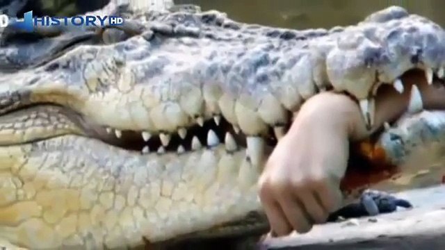 Awful attack of crocodiles on people. Аlligator attack - Selection! / Animal Attacks on Human