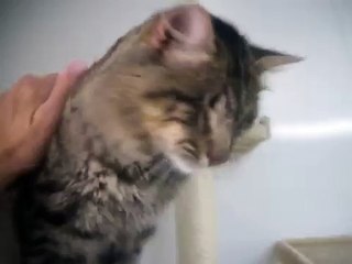 Snicker ask you to please vote for us :)