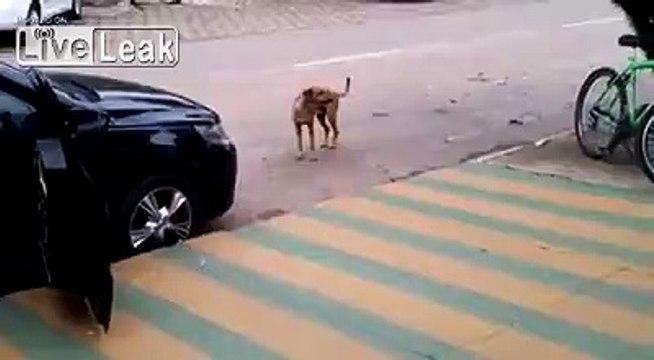 Dog dances to music in the street is so funny!