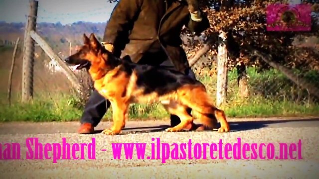 German Shepherd - Deutscher Schäferhund - ilpastoretedesco.net