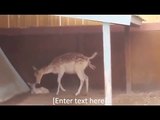 Deer Birth , A Baby Deer Is Born