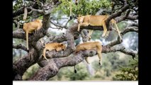25 Serengeti lions Caught on Tape sleeping in Tall Trees!!!