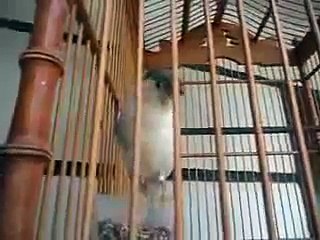 Suara Burung Kenari Betina AF-F1 Gacor
