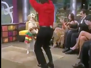 Top Funny Animal Video. (DANCING DOG) (Low)
