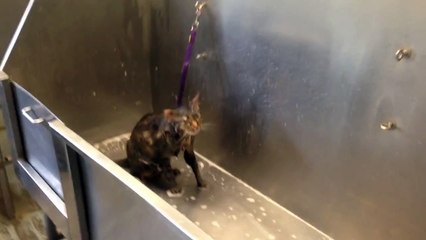 Ce chat ne veut plus prendre de bain