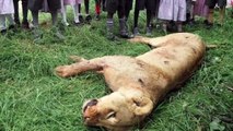 Löwen gegen Bauern in Kenia: Großkatzen vom Aussterben bedroht