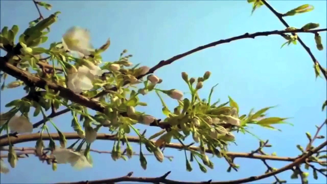 Leon Else - Tomorrow Land (All Fall Down) DEMO