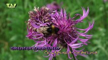 Bees on Knapweed - bijen - Centaurea scabiosa