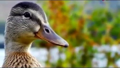 Batakh ki Bahadri: Urdu Hindi Moral Story for Children