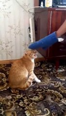 Dont Mess With Cats Again My Brother - Funny Videos