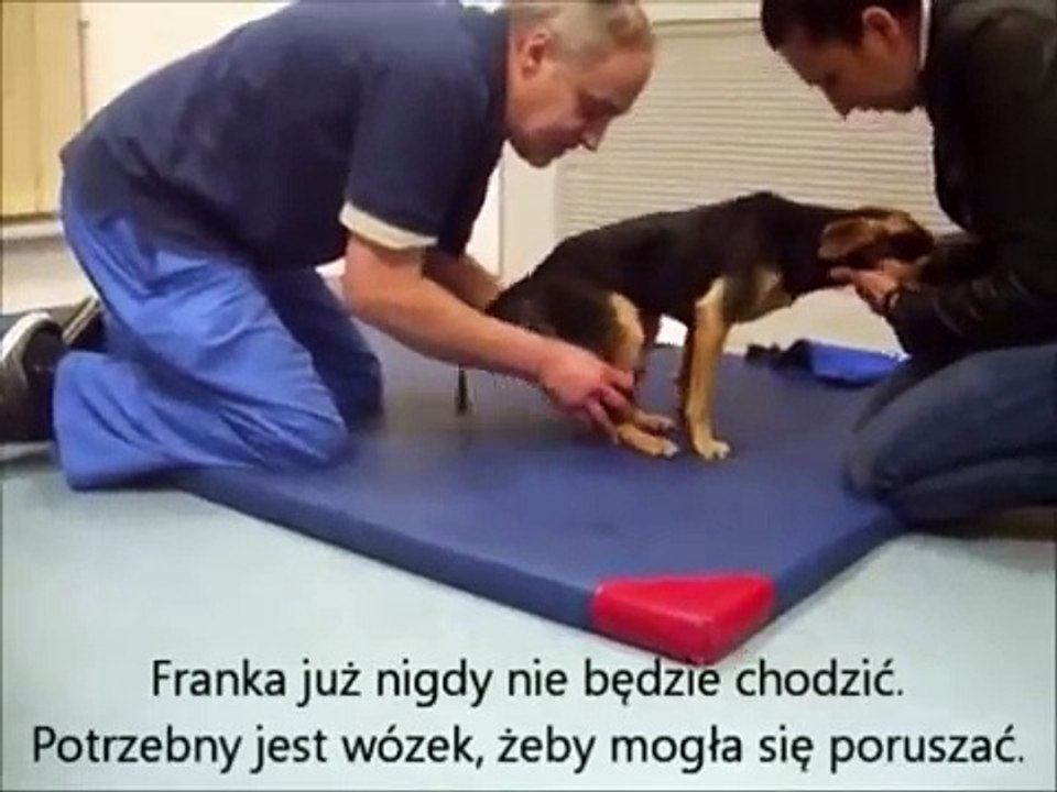 Rehabilitacja psa z uszkodzeniem rdzenia kręgowego (chodzenie rdzeniowe)