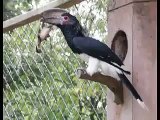Bycanistes bucinator - Trumpeter hornbill - Trompetneushoornvogel