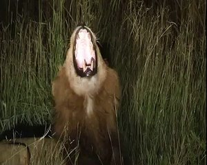 Kruger male lions