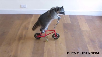 Funny Raccoon on Bike - Awesome ! - Енот на Велике - ЖЕСТЬ !
