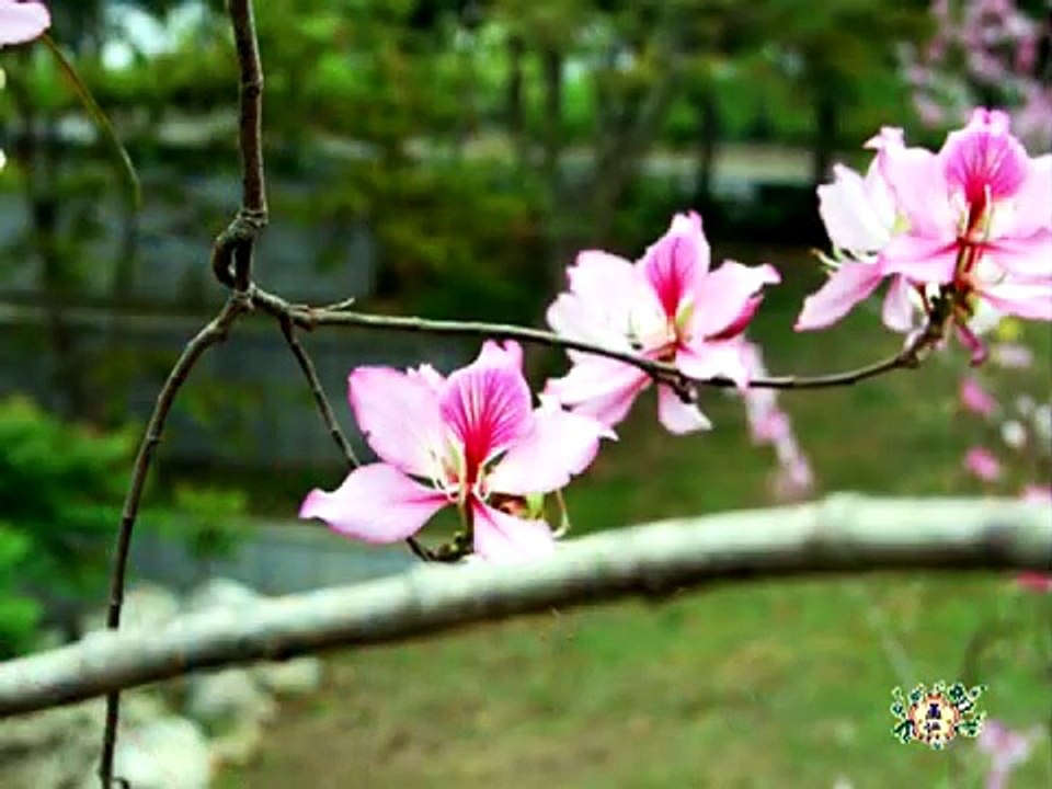 感謝你-一貫道孝道創作歌曲