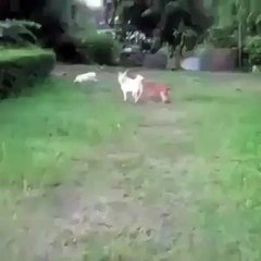 dogs hitting the fence