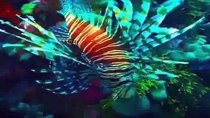 Visit Indonesia - Marine Tourism(ipad)