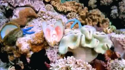 Visit Indonesia - Visit Moluccas 2013 (Maluku)(ipad)