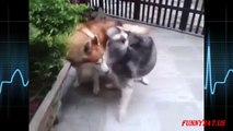 Siberian Husky Dog Mating And Giving Birth